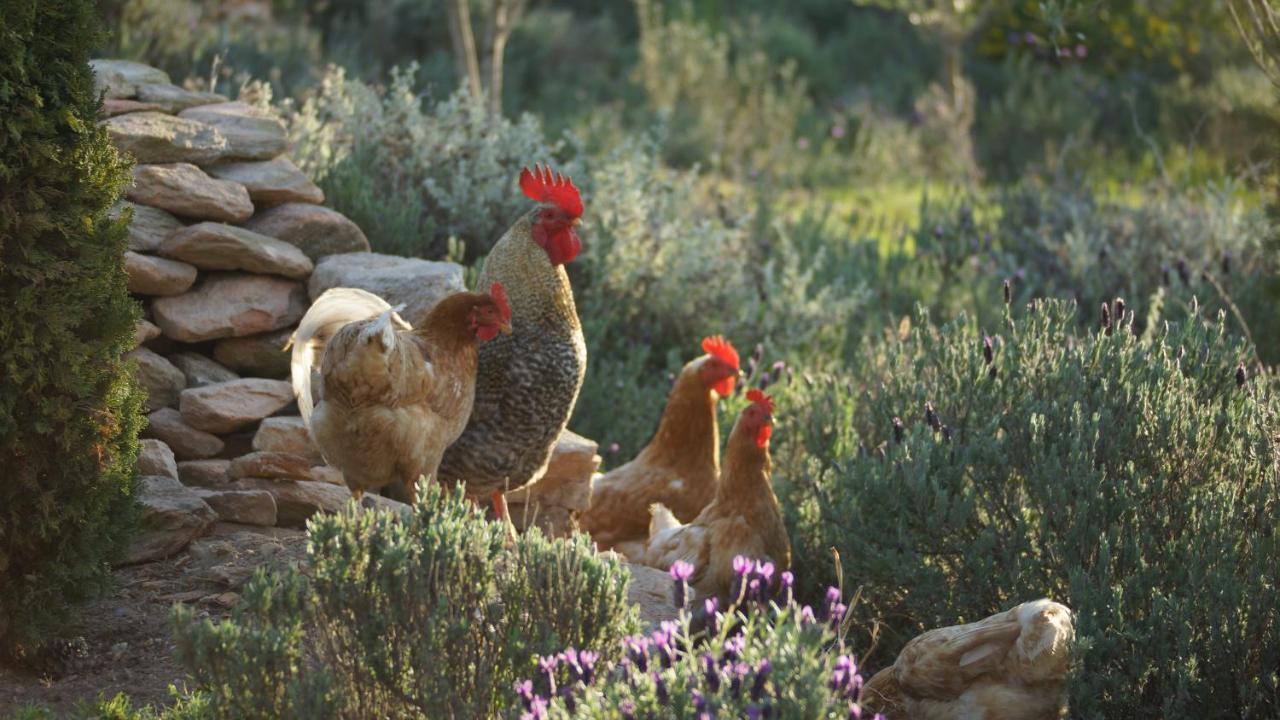 Stellar Overberg Travellers Lodge Napier Εξωτερικό φωτογραφία